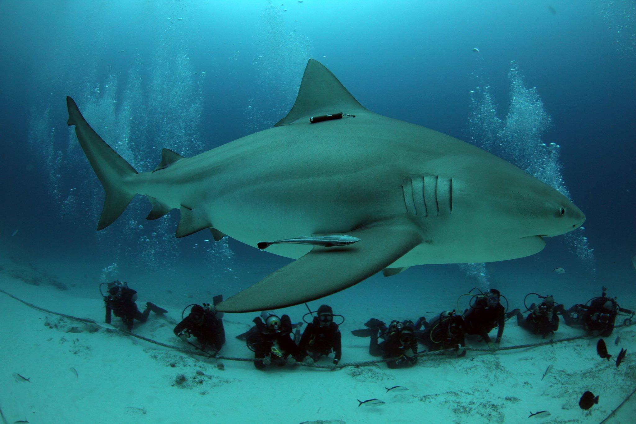 Nado con tiburones toro-Playa del Carmen