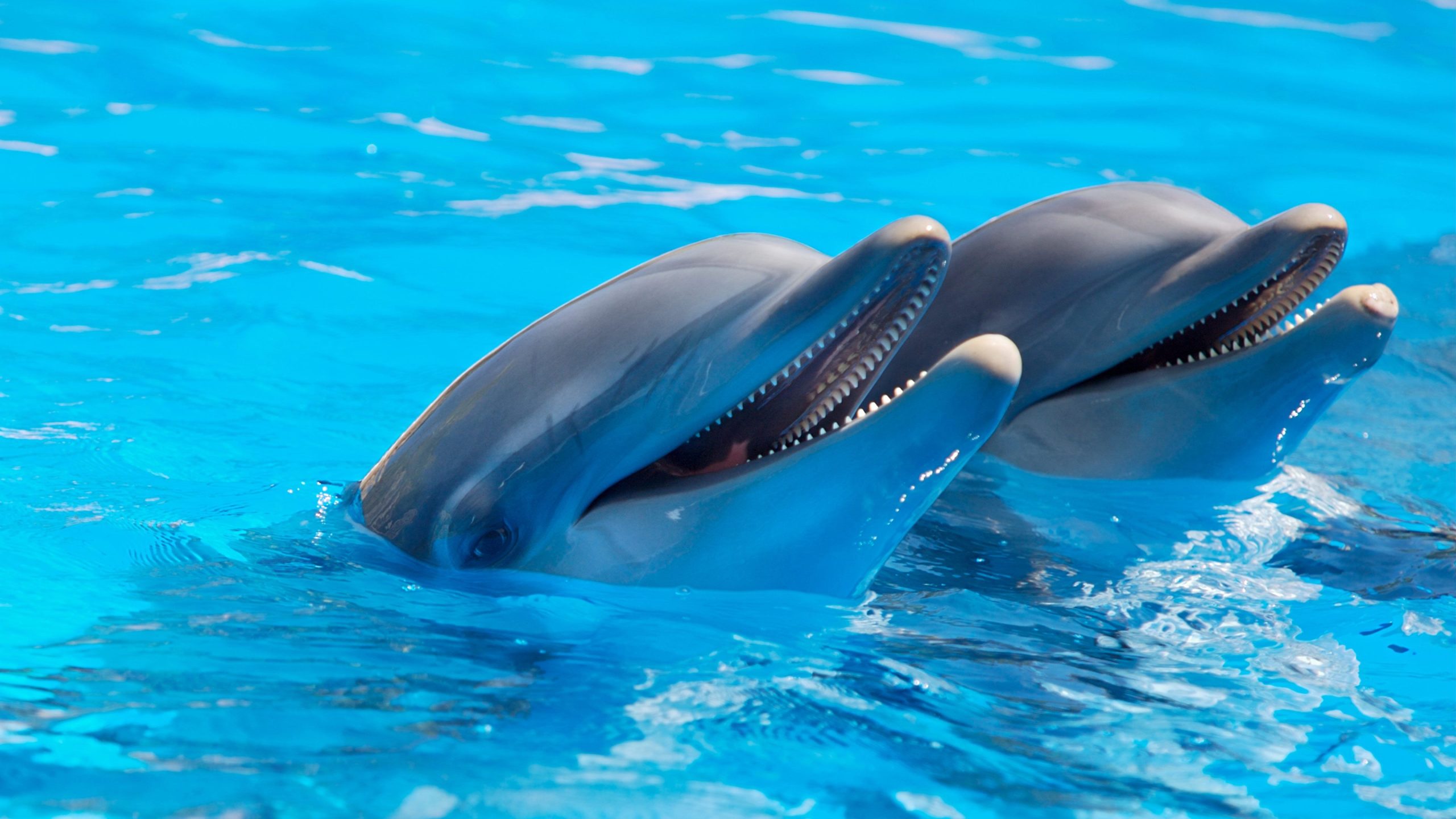 Nado con delfines-Playa del Carmen