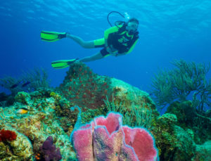 dive and drive cozumel tour