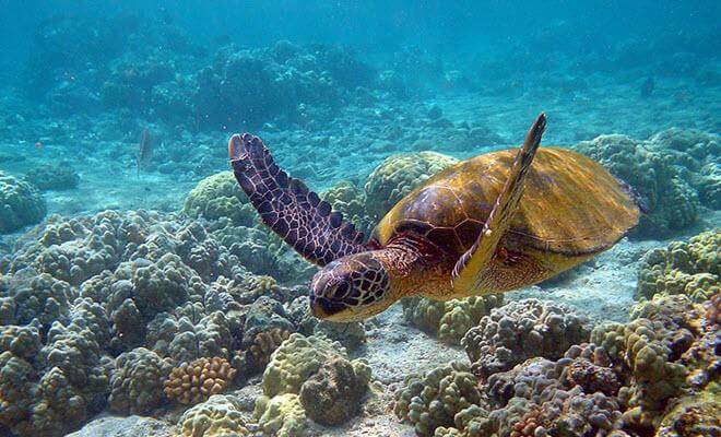 Arrecifes Puerto Morelos National Park Arrecifes Puerto Morelos National Park