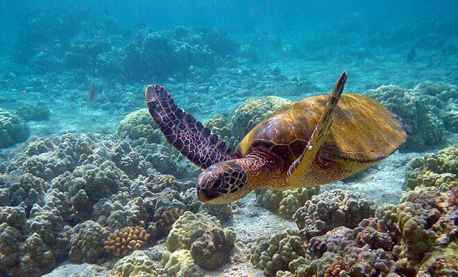 Arrecifes Puerto Morelos National Park