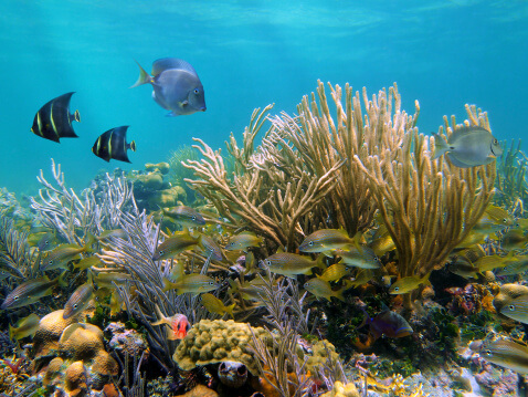 Cancun is a popular destination for snorkeling 