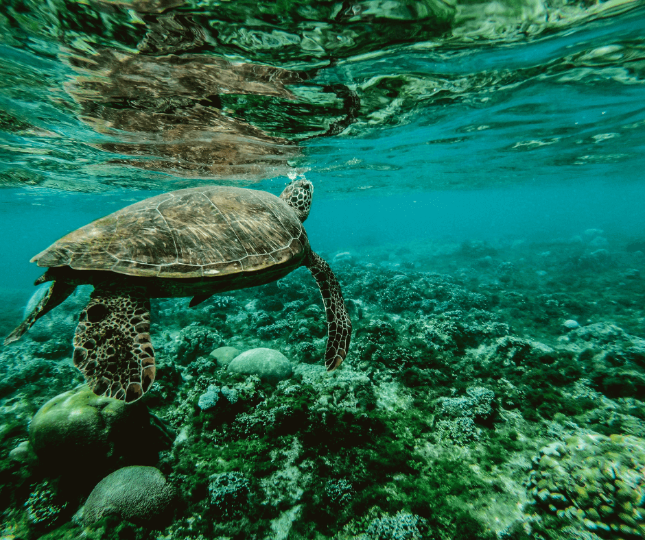 snorkeling in cancun and riviera maya