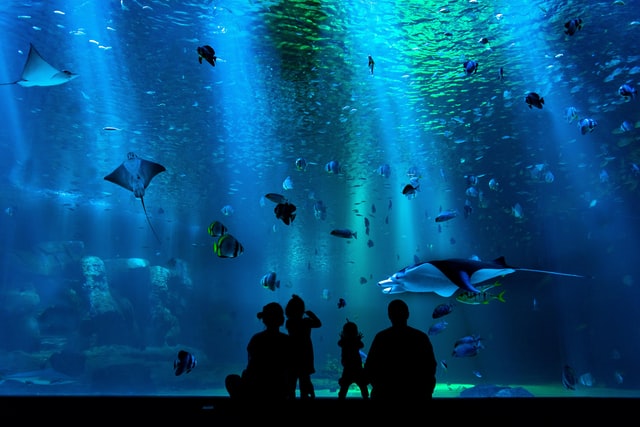 The aquarium in Riviera Maya