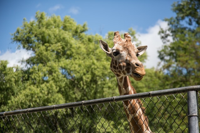 A giraffe peaking from the zoo fence