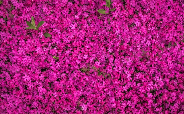 Beautiful purple flowers in a botanical garden in Puerto Morelos