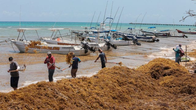 Personas limpiando el sargazo de las playas de Cancún