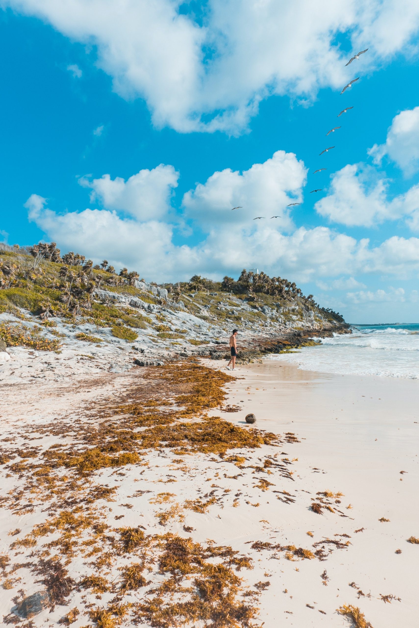 Sargassum in Cancun's beach