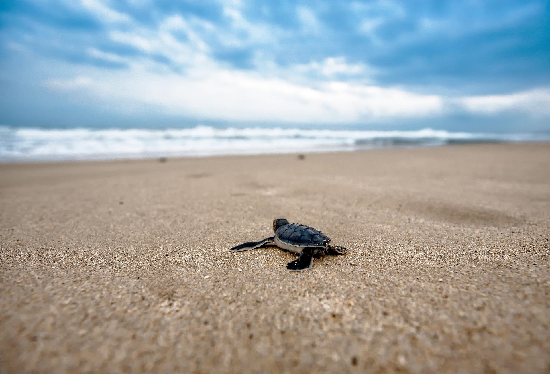 Turtle Release in Cancun