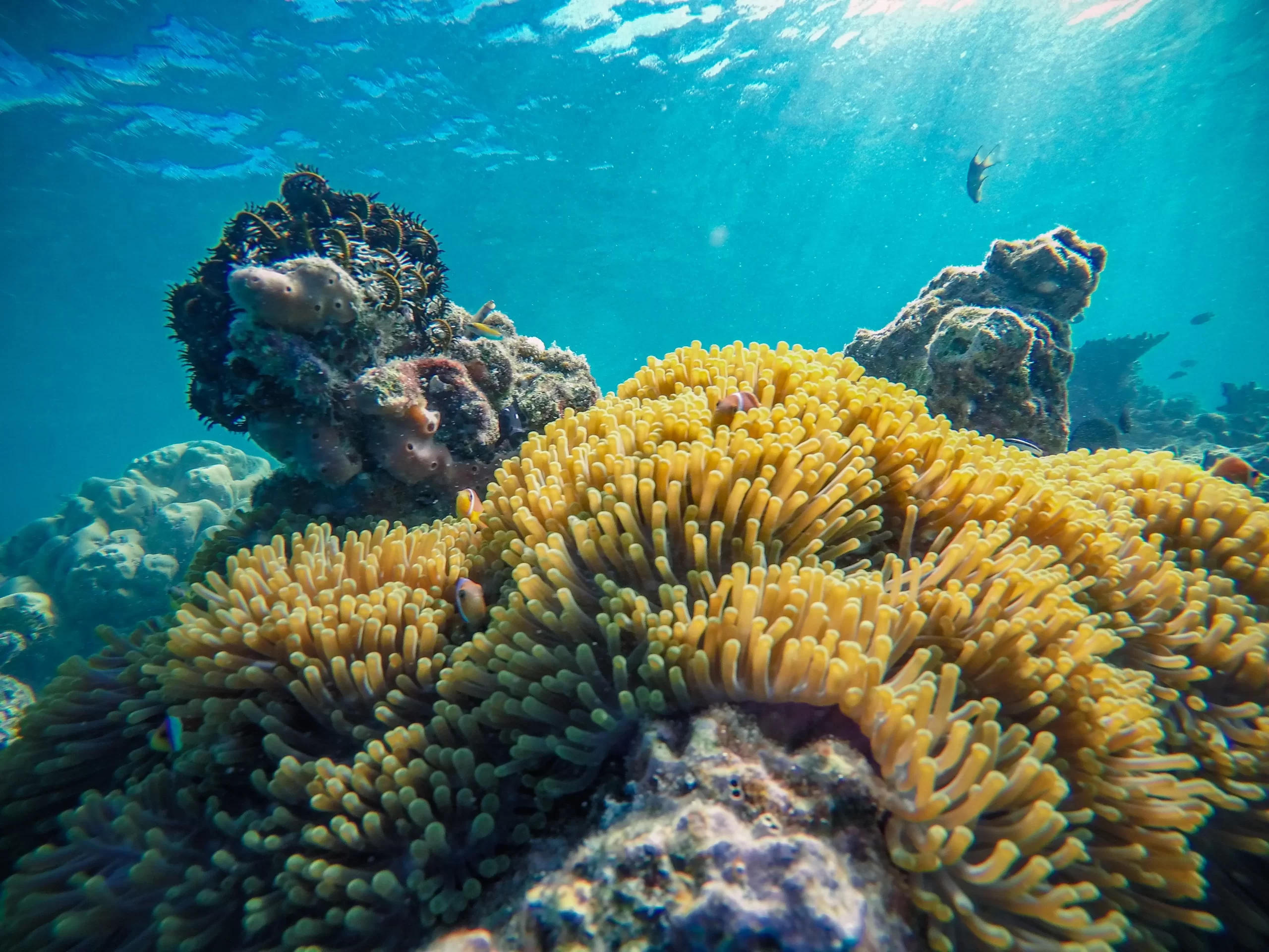 Mesoamerican Barrier Reef