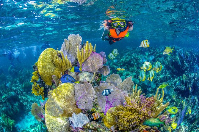 Mesoamerican Barrier Reef System Mesoamerican Barrier Reef System