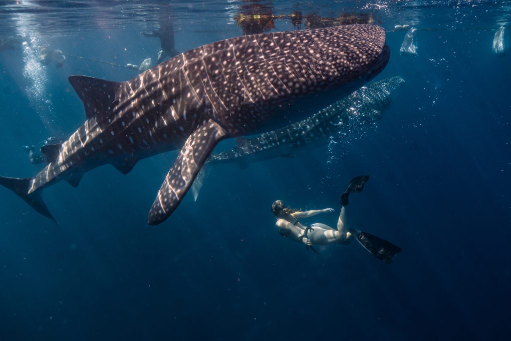 Whale Shark season