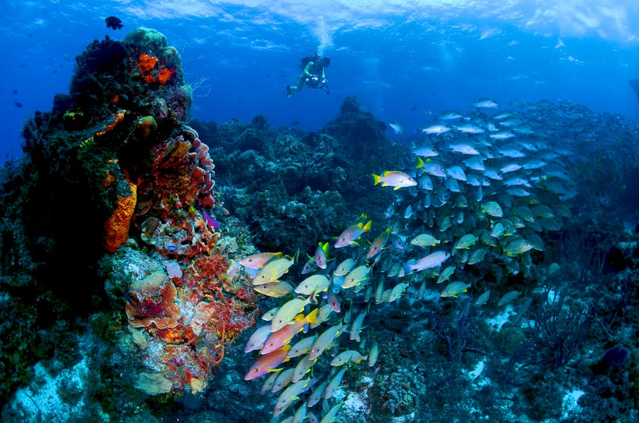 Cozumel Reefs (Just a hop away)