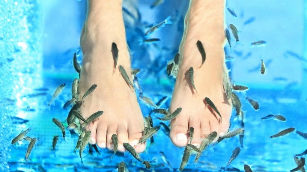 Fish Spa